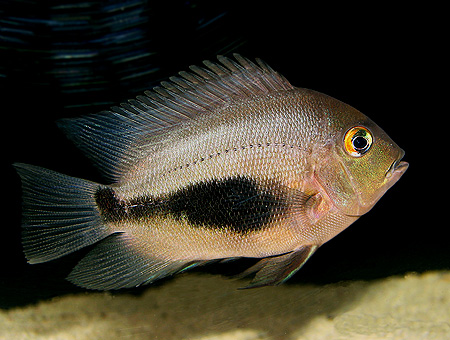 UARU AMPHIACANTHOIDES